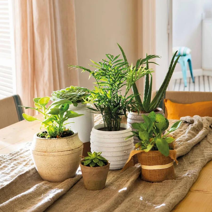 Planta de interior con alta expectativa de vida